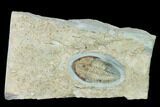 Lower Cambrian Trilobite (Longianda) - Issafen, Morocco #170766-1